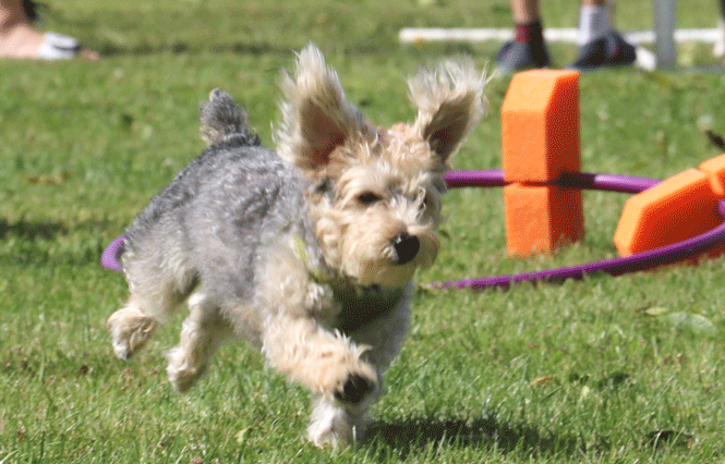 small dog running in grass