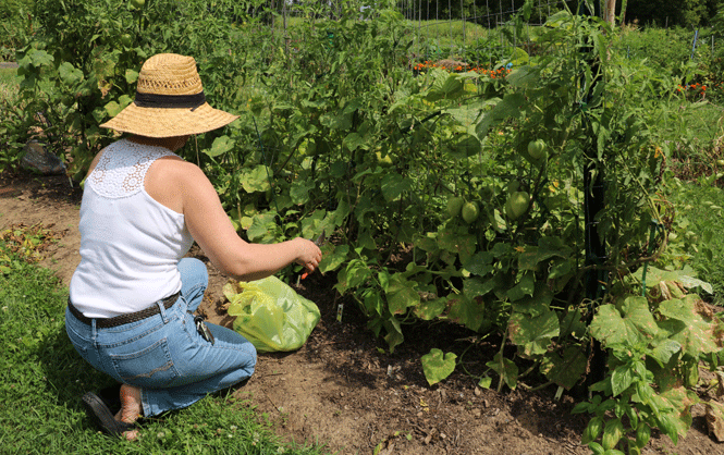 woman gardening wearing sunhat and picking tomatoes