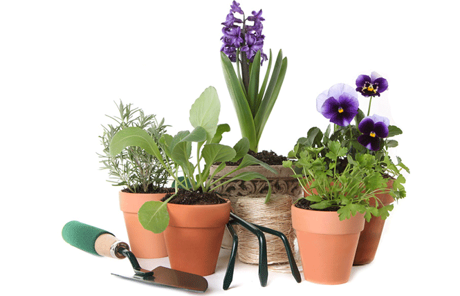 terra cotta pots with flowers, garden tools