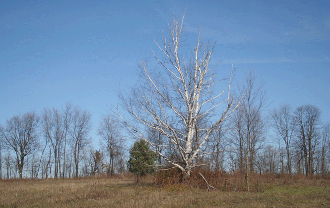 birch tree in a field in winter